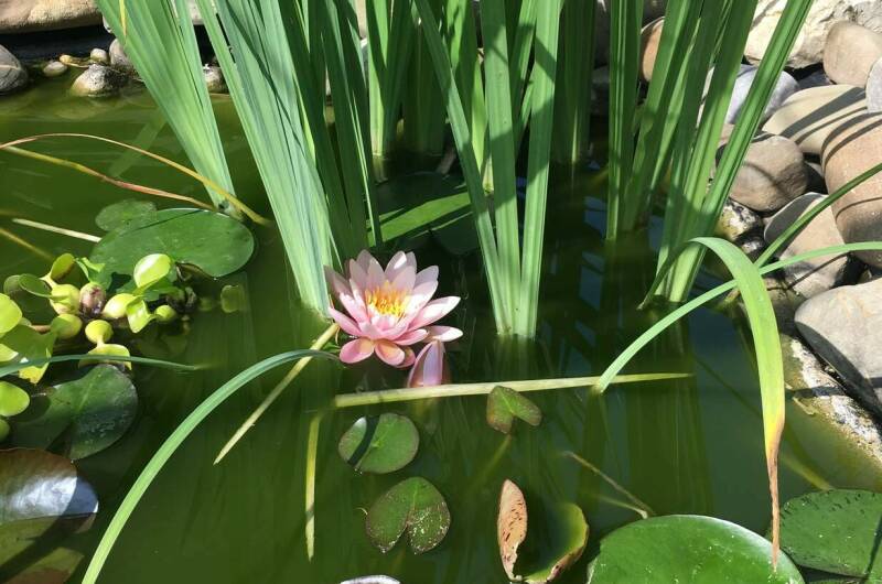 Изображение Изображение гостиницы &quot;Гостевой дом «Вилла Татьяна»&quot; #8 #6