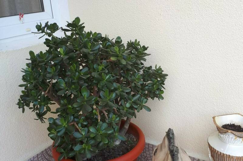 Изображение Изображение гостиницы &quot;Гостевой дом «Чайная роза»&quot; #4 #2