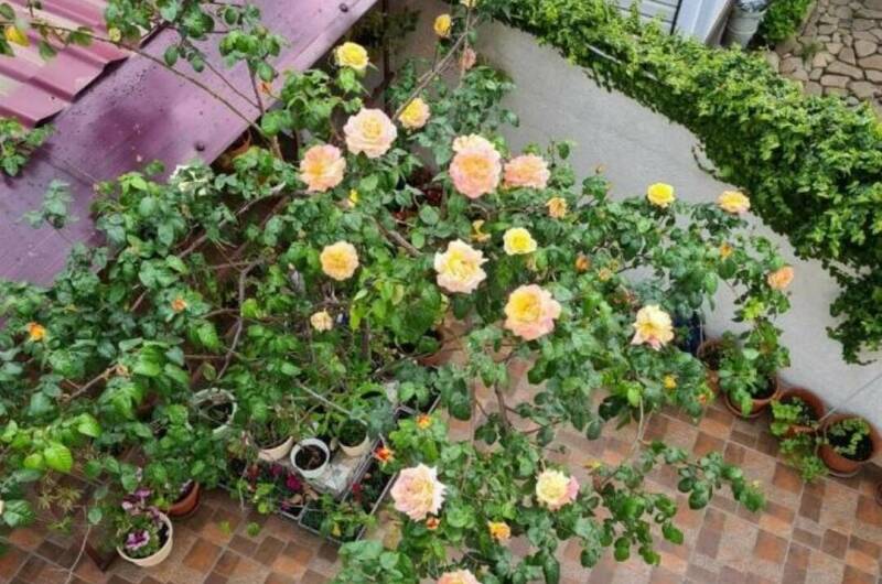 Изображение Изображение гостиницы &quot;Гостевой дом «Чайная роза»&quot; #5 #3