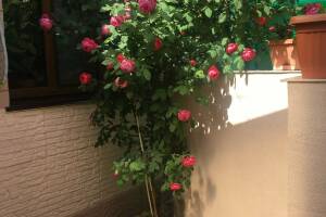 Изображение Квартира в частном секторе #5