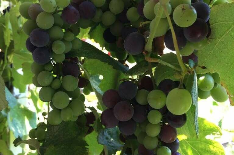 Изображение Изображение гостиницы &quot;Гостевой дом «Green»&quot; #7 #5