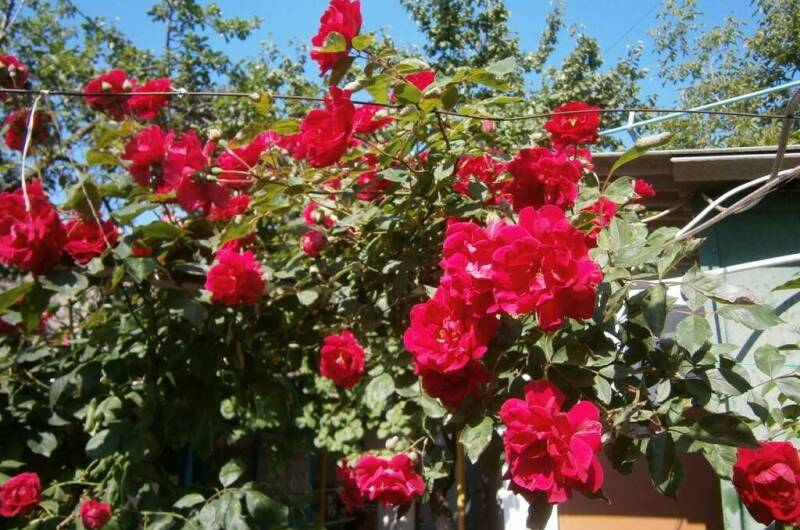 Изображение Изображение гостиницы &quot;Гостевой дом апартаменты «Крыша Мира»&quot; #3 #1