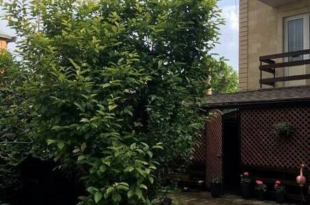 Изображение Изображение гостиницы &quot;Гостевой дом «Нана»&quot; #11 #9