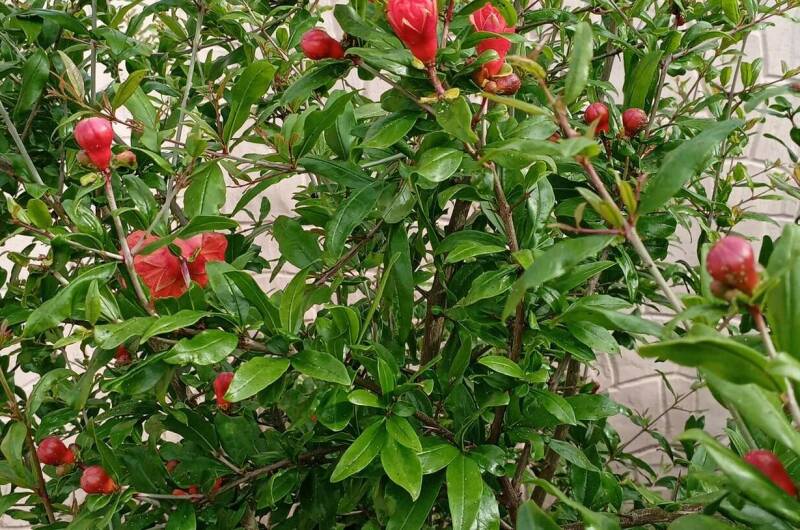 Изображение Изображение гостиницы &quot;Гостевой дом в центре Феодосии&quot; #6 #4