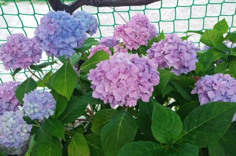 Изображение Изображение гостиницы &quot;Гостевой дом «Ангелина»&quot; #5 #3