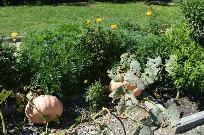 Изображение Изображение гостиницы &quot;Отель «Кипарис»&quot; #5 #3