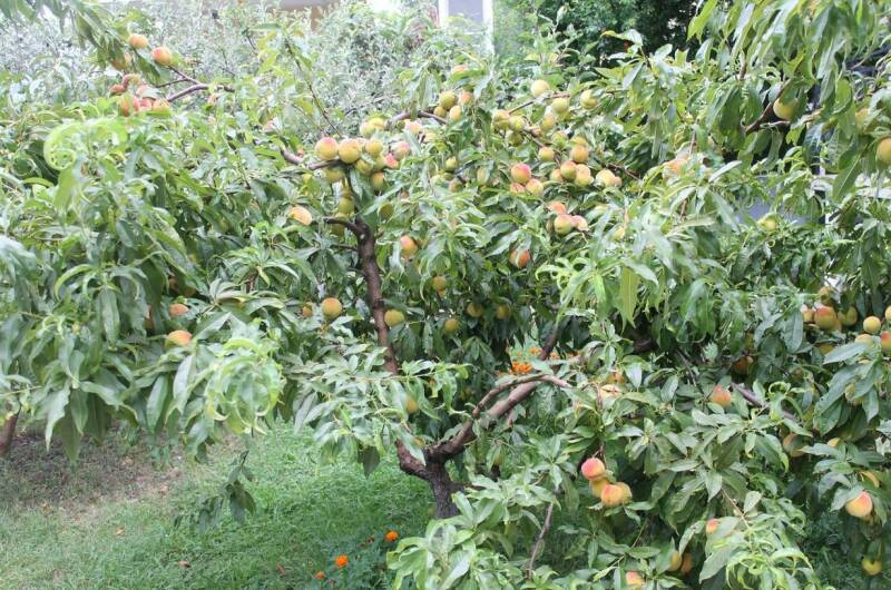 Изображение Изображение гостиницы &quot;Гостевой дом «Лужайка»&quot; #9 #7