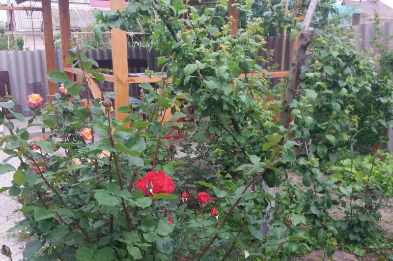 Изображение Изображение гостиницы &quot;Гостевой дом «Цоев Ковчег»&quot; #3 #1