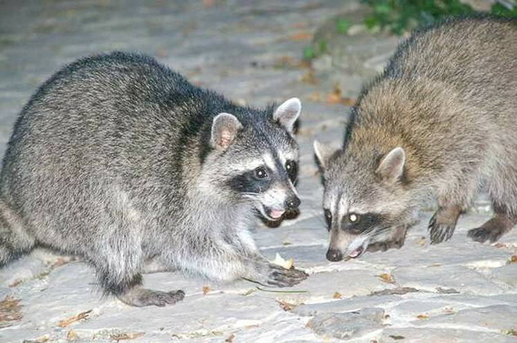 Изображение Изображение гостиницы &quot;Гостевой дом «Лесная Поляна»&quot; #5 #3