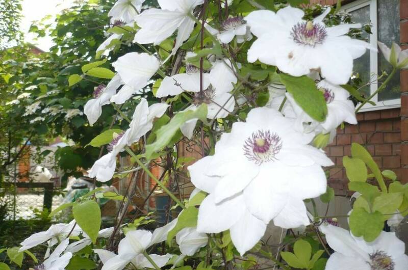 Изображение Изображение гостиницы &quot;Гостевая усадьба «Александр»&quot; #8 #6