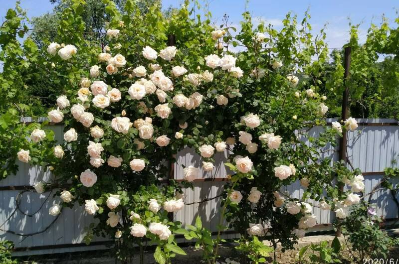 Изображение Изображение гостиницы &quot;Гостевой дом «Елена»&quot; #3 #1