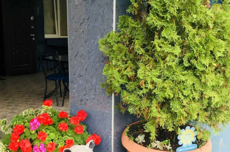 Изображение Изображение гостиницы &quot;Гостевой дом «Наира»&quot; #9 #7