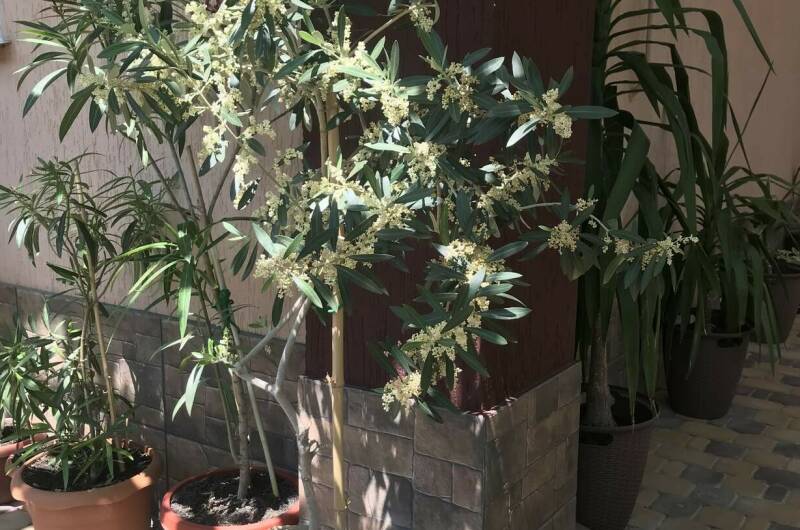 Изображение Изображение гостиницы &quot;Гостевой дом «У Валентины»&quot; #6 #4