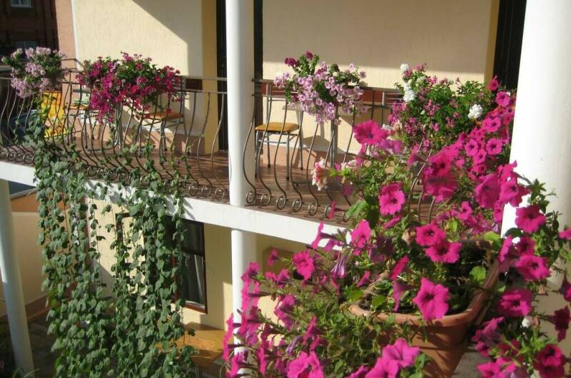 Изображение Изображение гостиницы &quot;Гостевой дом «Приветливый»&quot; #9 #7