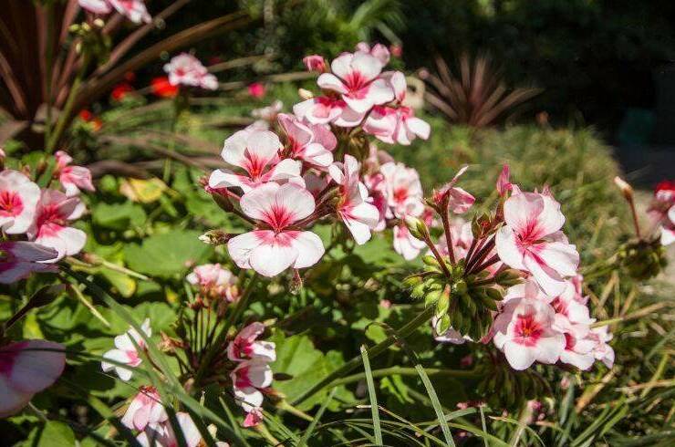 Изображение Изображение гостиницы &quot;Гостевой дом «Лилия»&quot; #5 #3