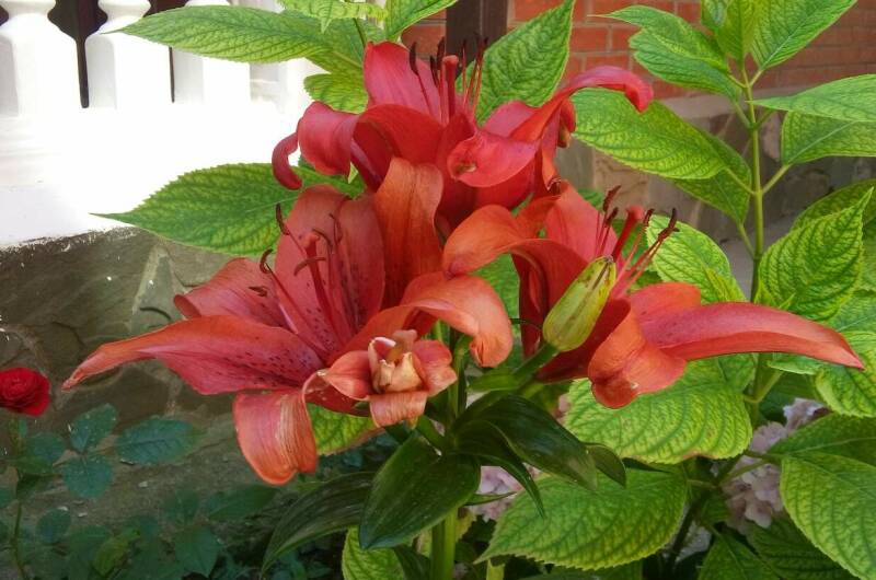 Изображение Изображение гостиницы &quot;Гостевой дом «11 регион»&quot; #3 #1