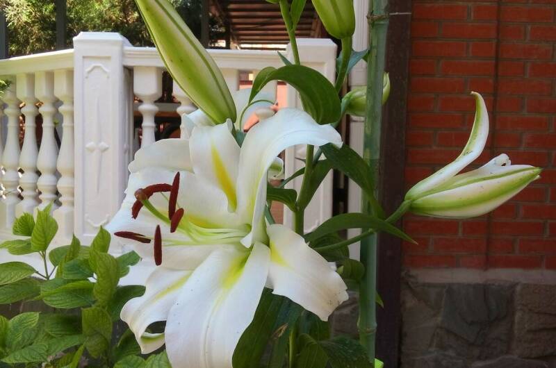 Изображение Изображение гостиницы &quot;Гостевой дом «11 регион»&quot; #4 #2