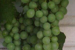 Изображение Изображение гостиницы &quot;Частный дом на Черноморской 4&quot; #8 #6