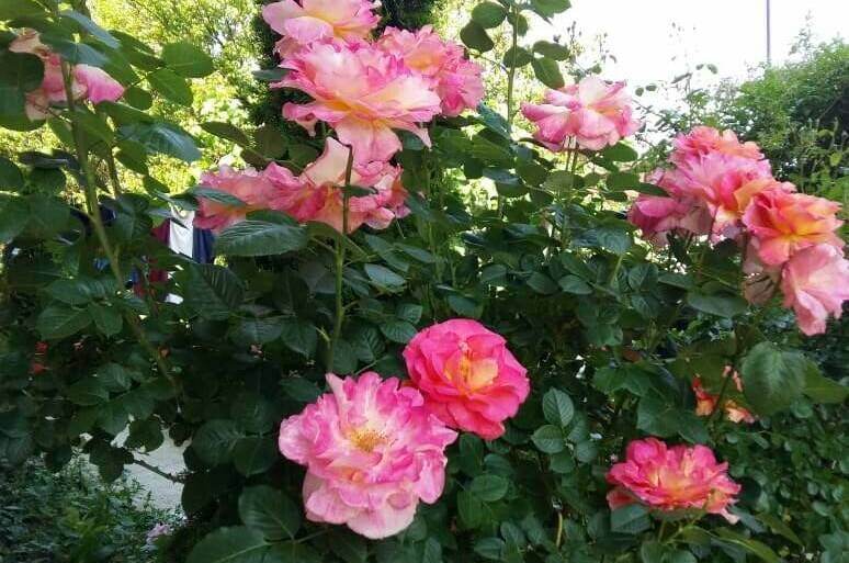 Изображение Изображение гостиницы &quot;Частный сектор «Афродита»&quot; #3 #1