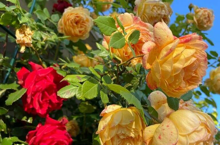 Изображение Изображение гостиницы &quot;Гостевой дом «Абсолют»&quot; #9 #7