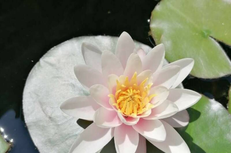 Изображение Изображение гостиницы &quot;Частный сектор «Экзотический рай»&quot; #9 #7