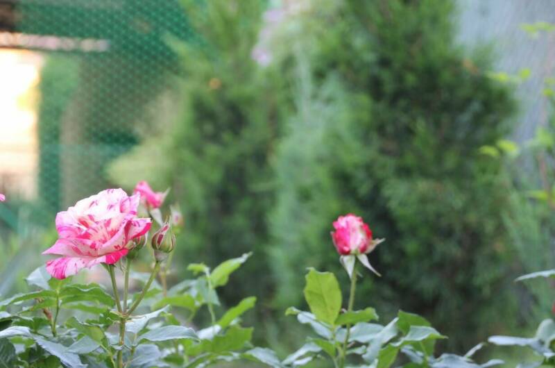 Изображение Изображение гостиницы &quot;Мини-гостиница «В гостях у гномов»&quot; #6 #4