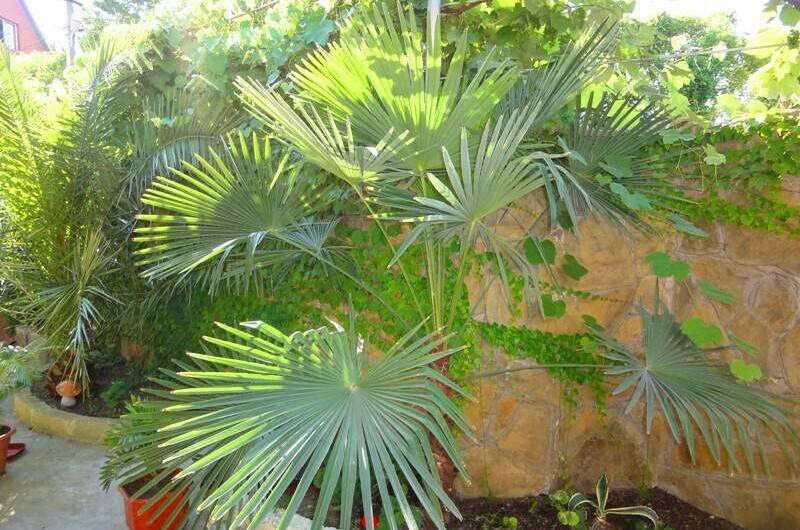 Изображение Изображение гостиницы &quot;Гостевой дом «Семейный очаг»&quot; #4 #2