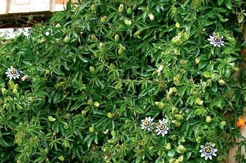 Изображение Изображение гостиницы &quot;Гостевой дом «Зеленый дворик»&quot; #4 #2