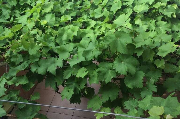 Изображение Изображение гостиницы &quot;Гостевой дом «Софья»&quot; #11 #9