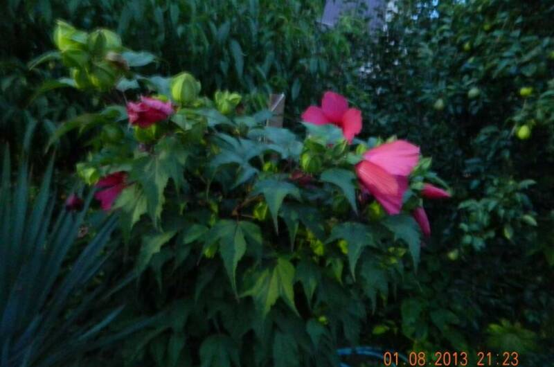 Изображение Изображение гостиницы &quot;Гостевой дом «Чайка»&quot; #7 #5