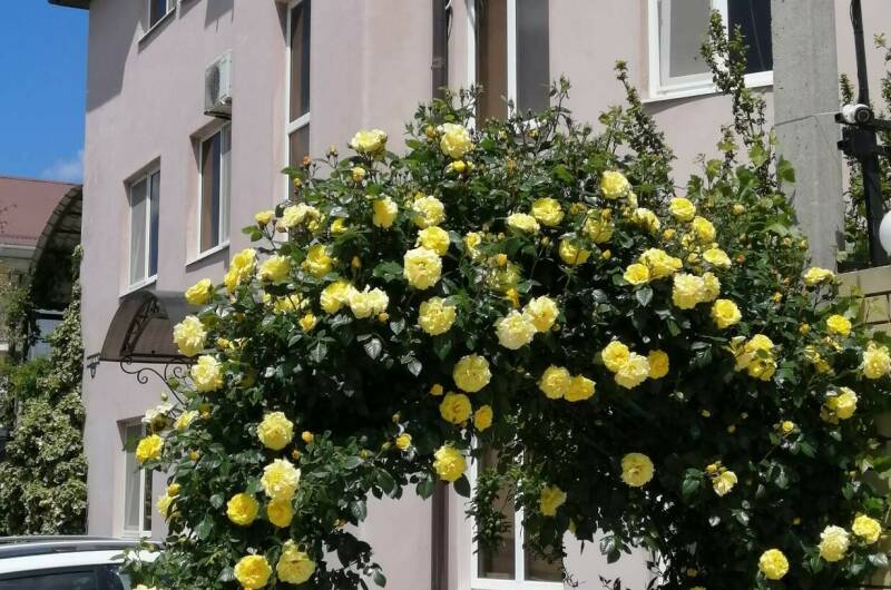 Изображение гостиницы "Гостевой дом «Розовый фламинго»" #1