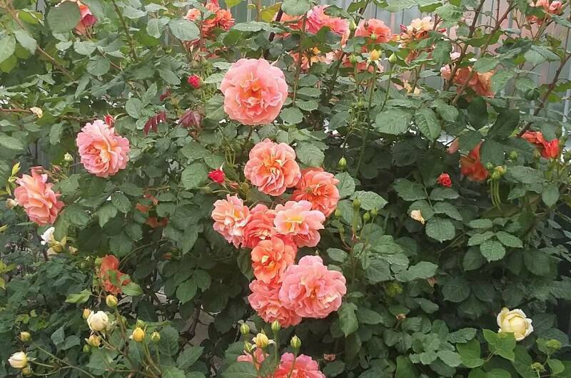 Изображение Изображение гостиницы &quot;Гостевой дом «София»&quot; #5 #3