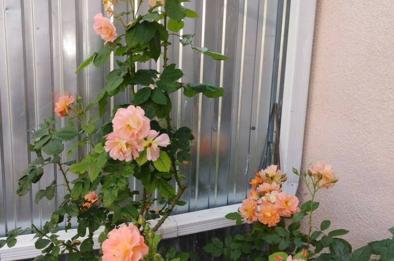 Изображение Изображение гостиницы &quot;Гостевой дом «София»&quot; #7 #5