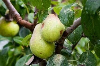 Изображение Изображение гостиницы &quot;Частный сектор «Бегемот»&quot; #5 #3