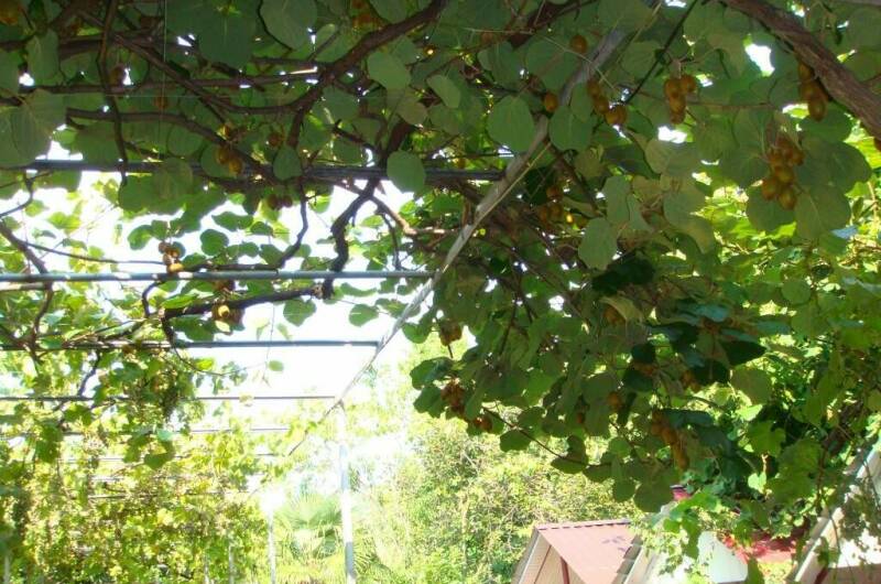 Изображение Изображение гостиницы &quot;Гостевой дом «Злата»&quot; #3 #1