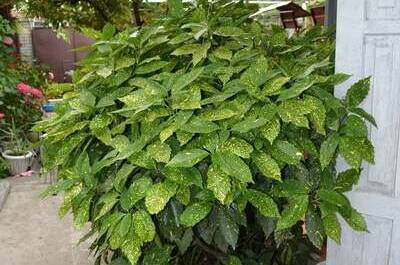 Изображение Изображение гостиницы &quot;Гостевой дом «Арианна»&quot; #9 #7