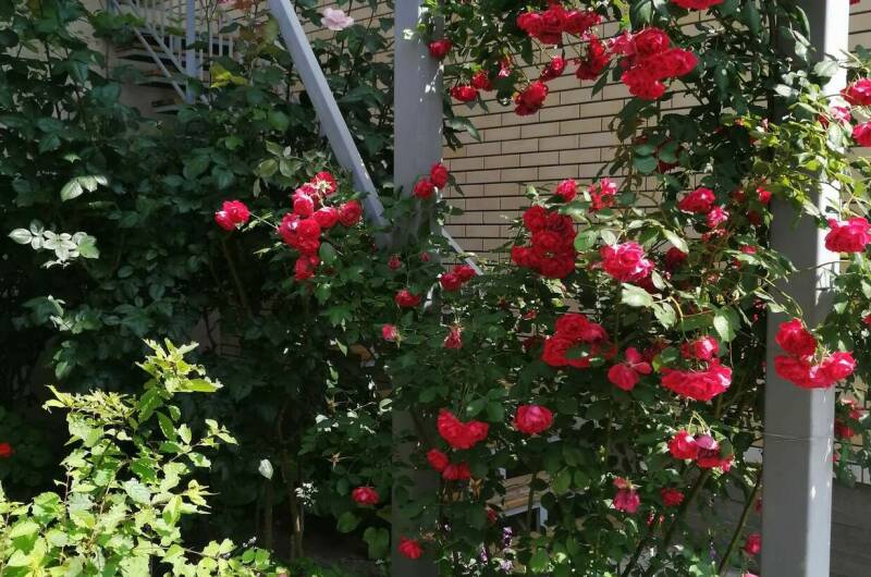 Изображение Изображение гостиницы &quot;Частный сектор на Толстого&quot; #4 #2