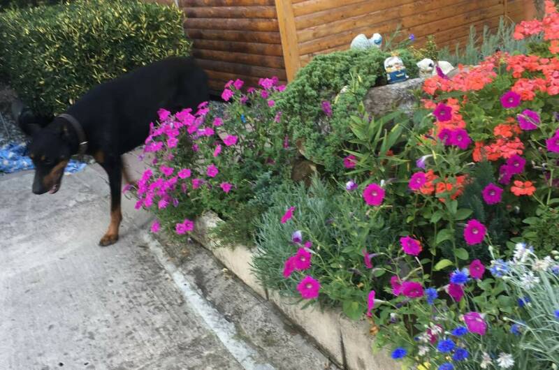 Изображение Изображение гостиницы &quot;Частный сектор «У Нины»&quot; #8 #6