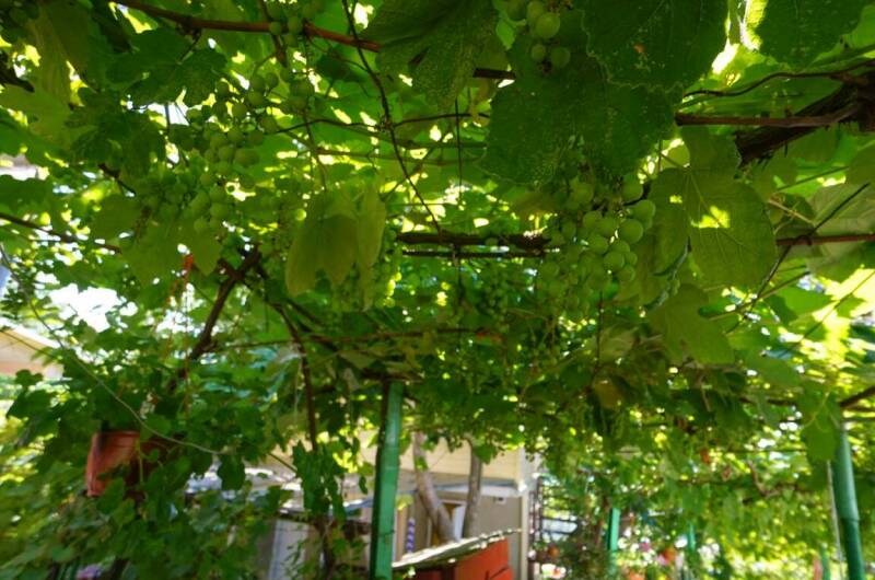 Изображение Изображение гостиницы &quot;Гостевой дом «У тЁти Гали»&quot; #11 #9