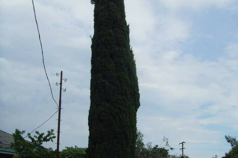 Изображение Изображение гостиницы &quot;Частный сектор «У Кипариса»&quot; #11 #9