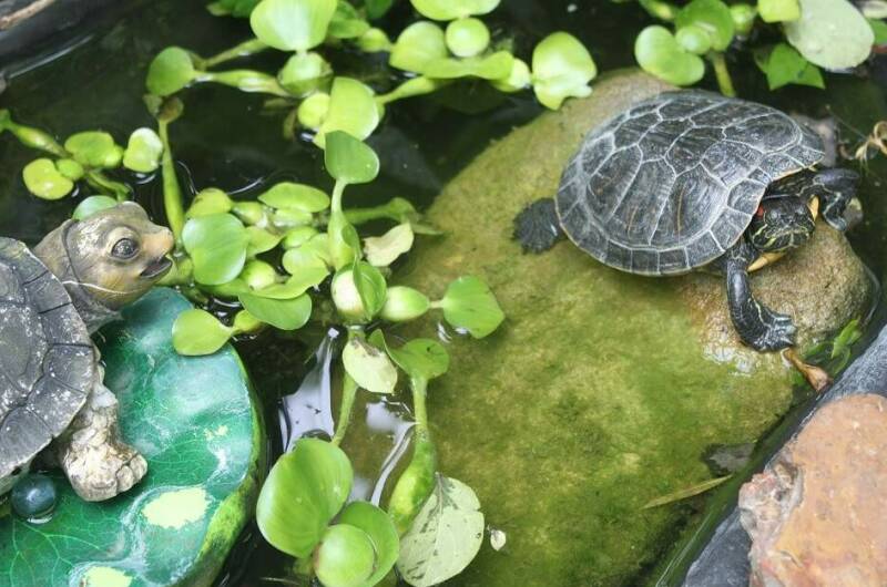 Изображение Изображение гостиницы &quot;Гостевой дом «У Даши»&quot; #8 #6