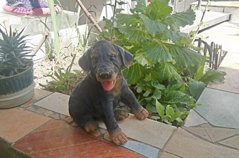 Изображение Изображение гостиницы &quot;Гостевой дом «У Даши»&quot; #9 #7