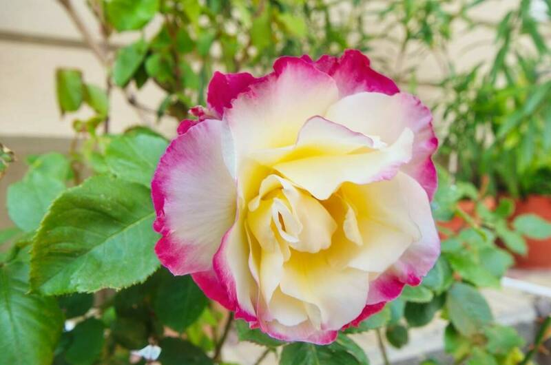 Изображение Изображение гостиницы &quot;Гостевой дом «Людмила»&quot; #8 #6