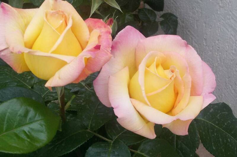 Изображение Изображение гостиницы &quot;Гостевой дом «Белоснежка»&quot; #4 #2