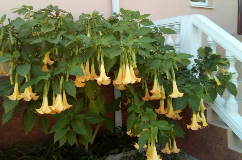 Изображение Изображение гостиницы &quot;Гостевой дом «Березка»&quot; #7 #5