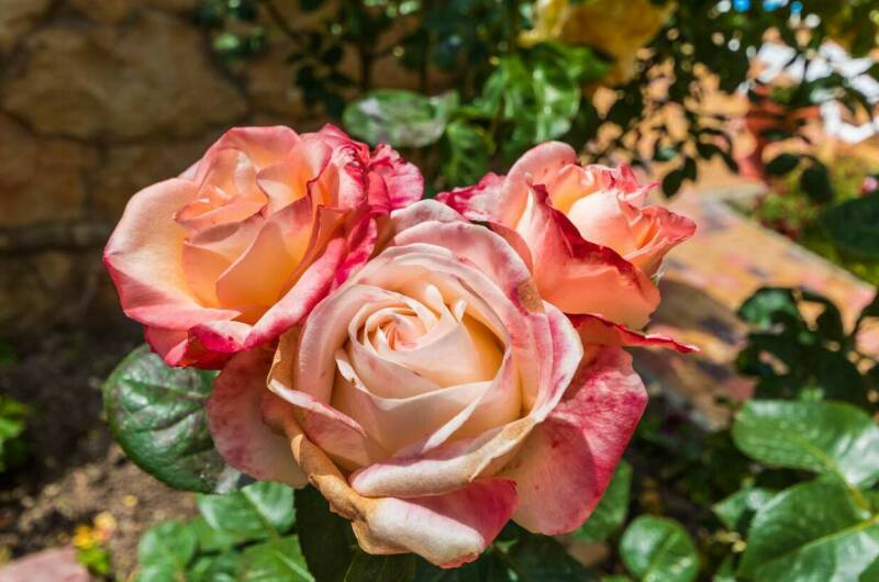 Изображение Изображение гостиницы &quot;Гостевой дом «Голубая бухта»&quot; #10 #8