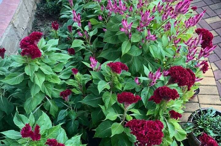 Изображение Изображение гостиницы &quot;Гостевой дом «Альбатрос»&quot; #7 #5