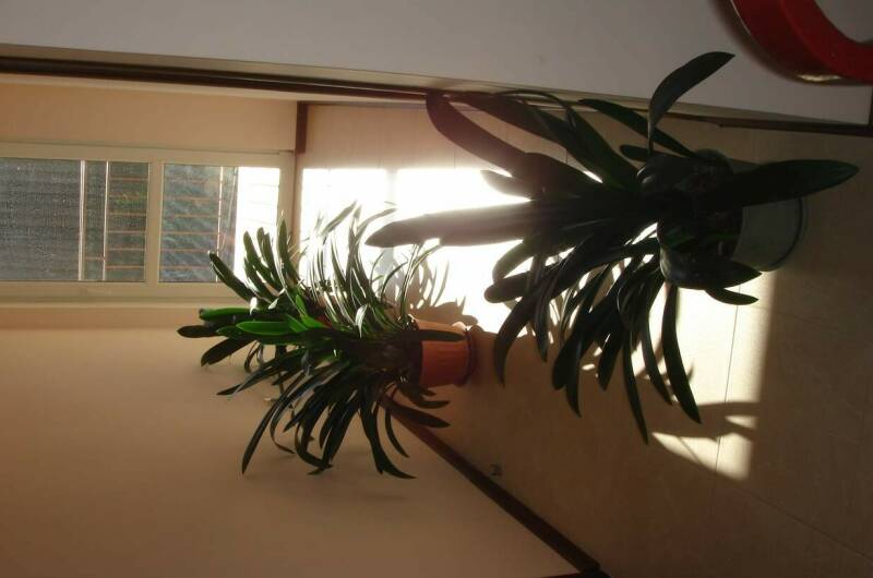 Изображение Изображение гостиницы &quot;Гостевой дом «Адениум»&quot; #6 #4