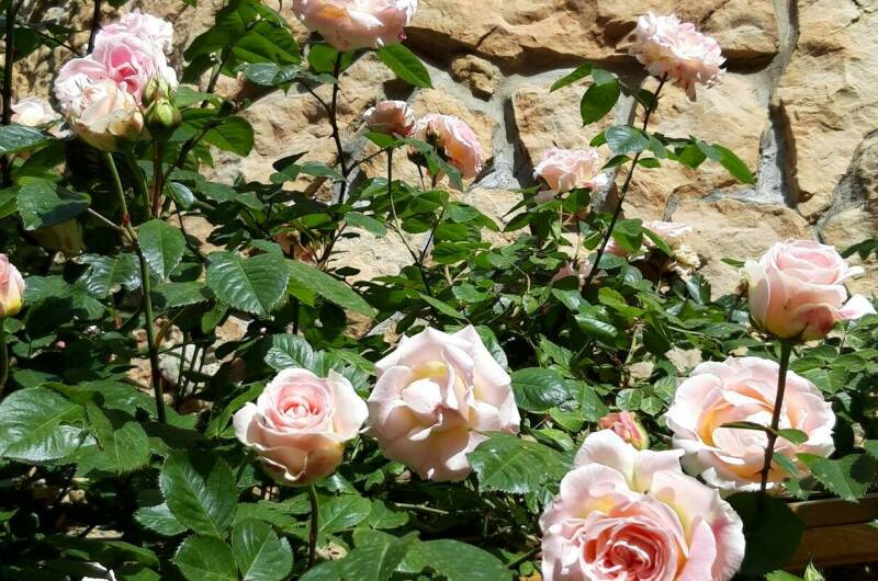 Изображение Изображение гостиницы &quot;Частный дом «Короленко 37»&quot; #10 #8