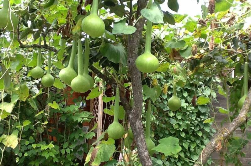 Изображение Изображение гостиницы &quot;Гостевые домики «Лидия»&quot; #4 #2